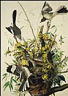 Mocking Bird by John James Audubon